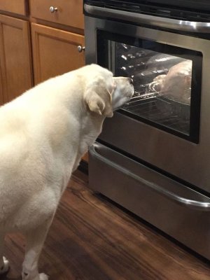 animal4.jpg