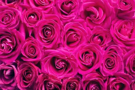 magenta-roses-top-wallpapers.jpg