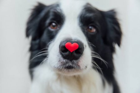 doggyheart.jpg