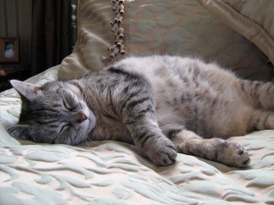 Flowers etc May 2008 023.jpg Flowers etc May 2008 023.jpg