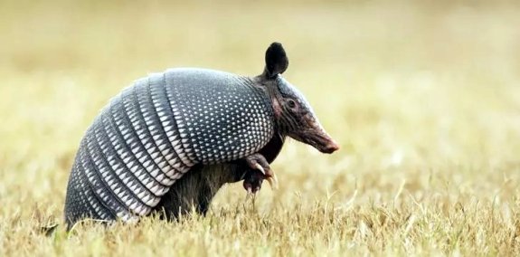 Armadillo.jpg