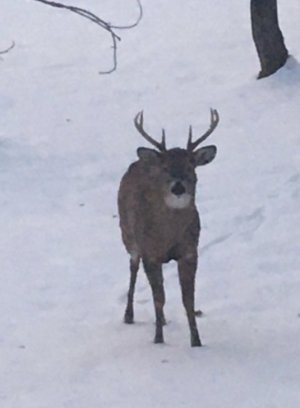 IMG_3109.jpeg