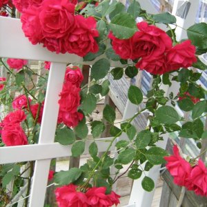 Roses 2013 002 (2).jpg