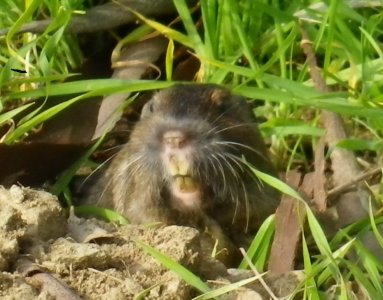 gopher.jpg
