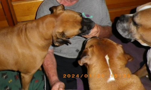 2024-01-20 pups.jpg