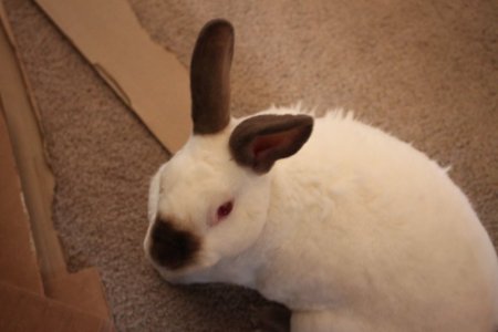 ears.JPG
