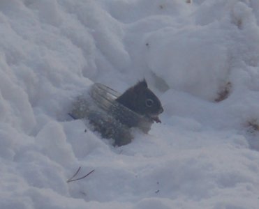 peanutbutter section.jpg