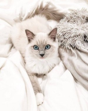 tumblr_fcec6dc0d7bd295bfdb4f1ba0b1ef259_25e59141_1280.jpg
