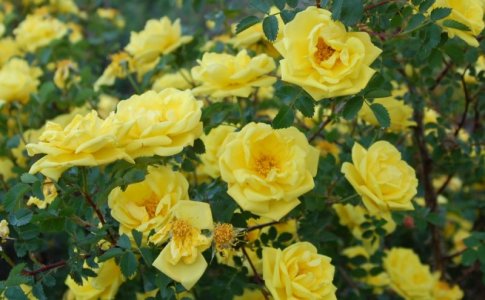 rose bush.jpg 13.jpg