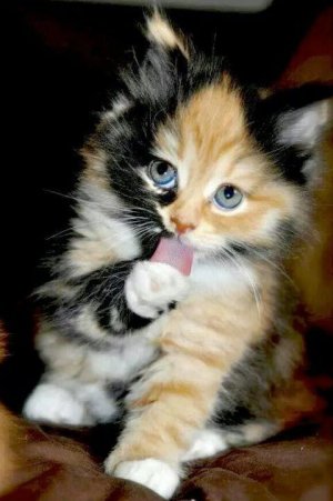 f81c682fec110d105c2190d26650ef71[1].jpg