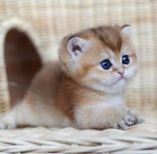 7c3b823411d493addaaf8b6643b20317[1].jpg