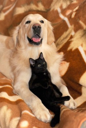 cattitude duo dc.jpg