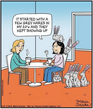 greyhares.jpg