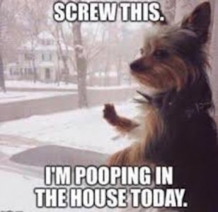 pooping.jpg