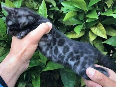 cats.jpg