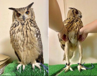 Owl-Legs-1137468471.jpg