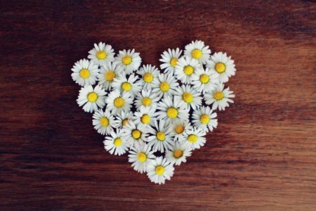 canva-daisy-heart-daisy-heart-love-heart-shaped-romantic_orig.jpg