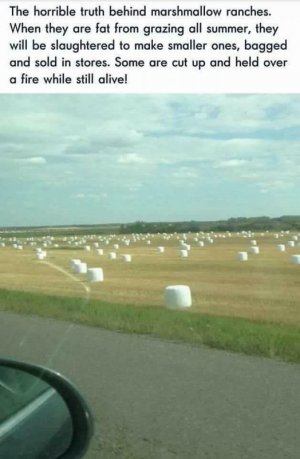 img.jpeg