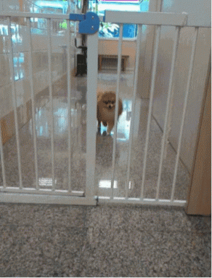 animal.gif