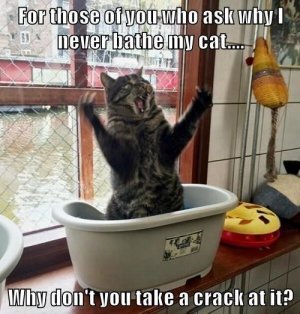 cat4.jpg