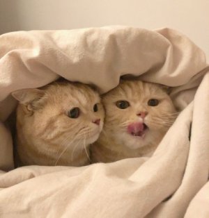 cattitude duo.jpg