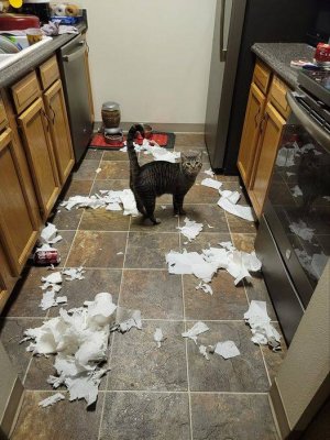 cattitude kitchen.jpg
