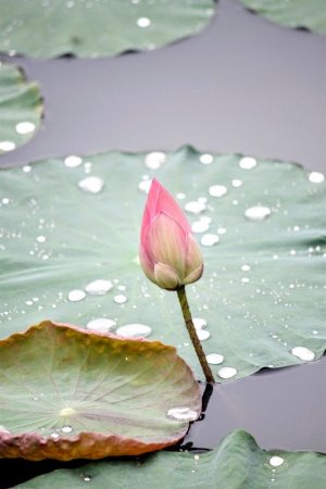 lotus.jpg