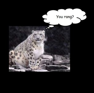 snow leopard.jpg