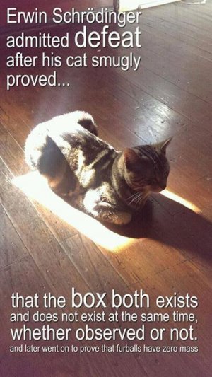 cat5.jpg