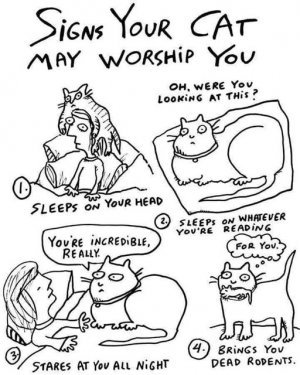 cattitude toon joke.jpg