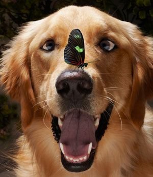animal5.jpg