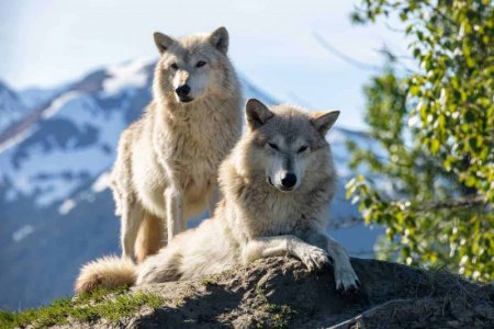 012724wolves.jpg