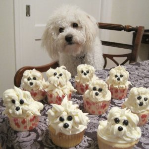 Pets-That-Have-Better-Birthday-Parties-Than-You-5706bda45de6e__700.jpg