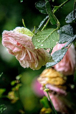 tumblr_f107659404a549a281de084ae683dd0e_b0dffd27_1280.jpg