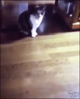 catfall.gif