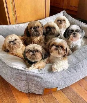 shihtzusinbed.jpg