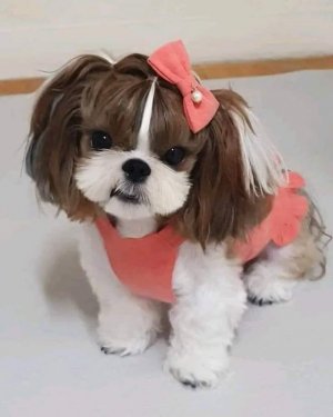 shihzupinkbow.jpg