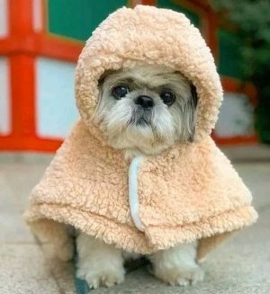 shihzuwcape.jpg