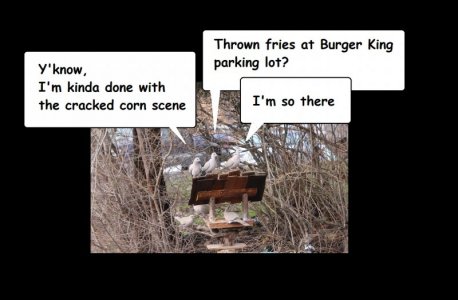 bk.jpg