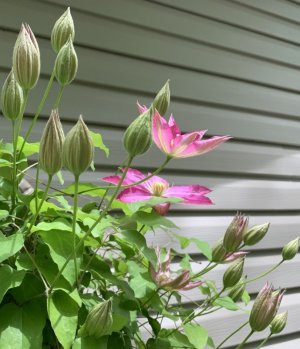 IMG_1045.jpeg