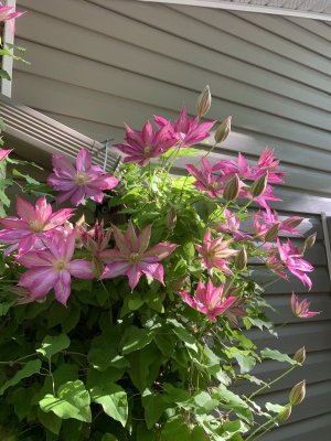 IMG_1073.jpeg
