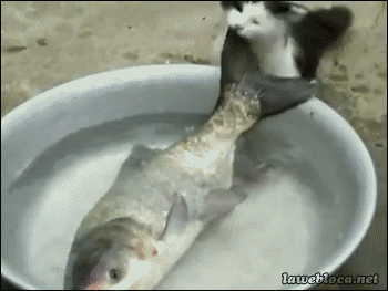 catandfish.gif