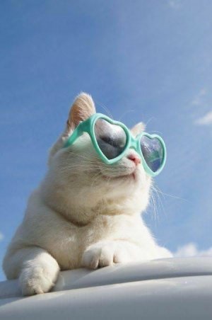 cattitude shades.jpg