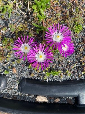 IMG_2401.jpg IMG_2401.jpg