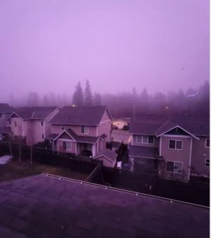 purple-haze okanagan.jpg purple-haze okanagan.jpg