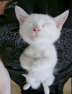 kitty prayers.jpg
