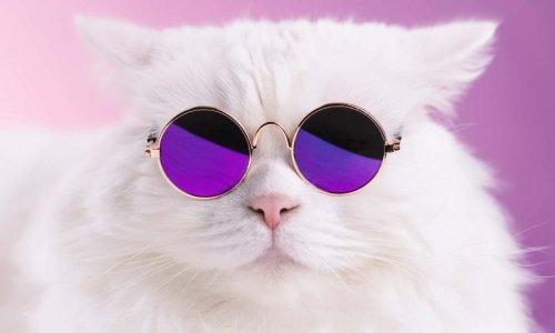 funny-cat-memes-pictures-3fp9zriekumg30ia.jpg