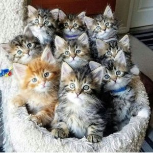 kitten plus.jpg
