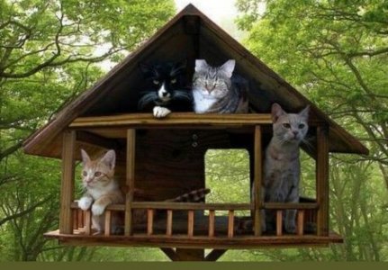 cattitude hut.jpg
