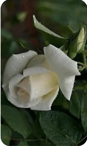 white rose 5.jpg
